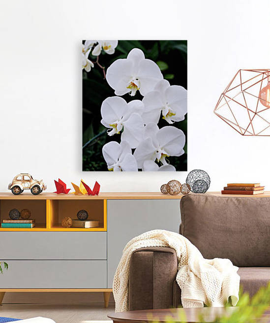 Orchid_00012 Reproduction