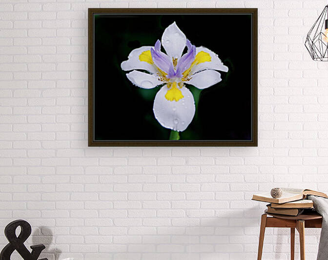 Orchid_00010 Reproduction