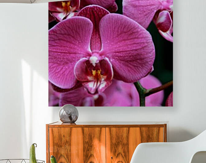 Orchid_00011 Reproduction