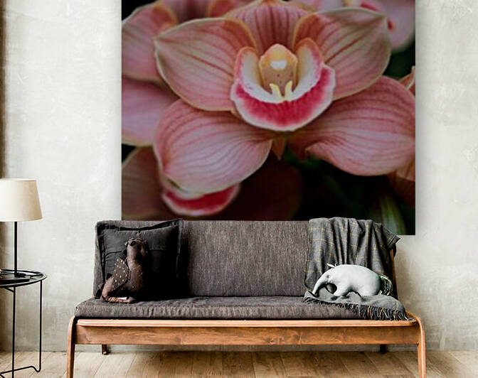 Orchid_00004 Reproduction