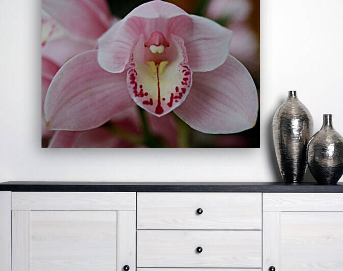 Orchid_00013 Reproduction