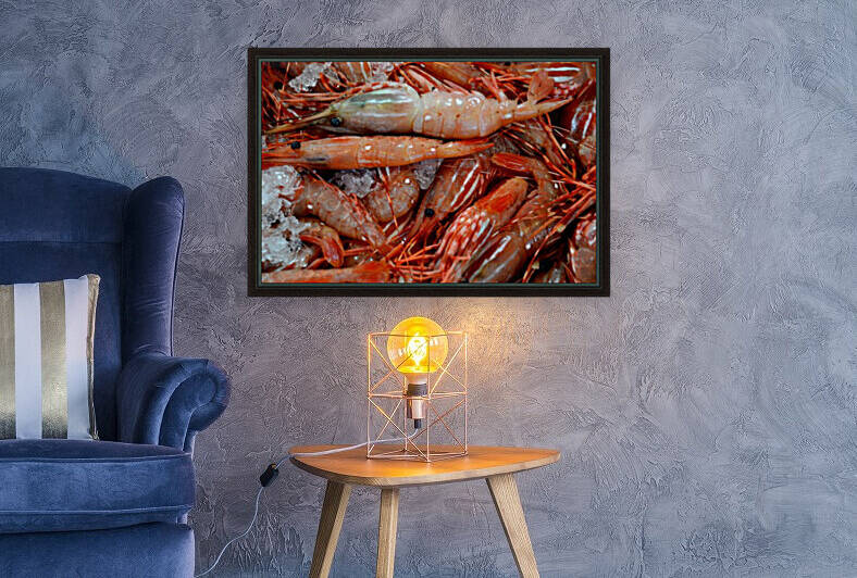 Shrimp  Reproduction