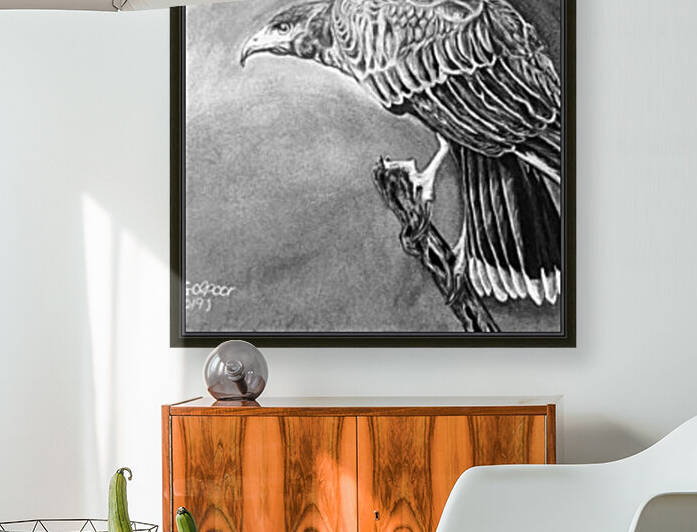 Harris’s Hawk  by Morteza Golpoor
