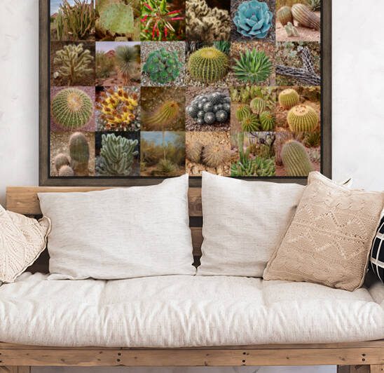 Cactus 36  by Morteza Golpoor