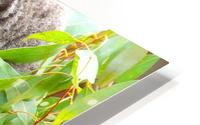 Koala 1_00013 HD Metal print