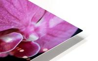 Orchid_00011 HD Metal print
