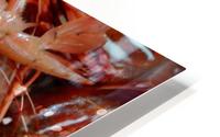 Shrimp  HD Metal print