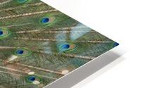Peacock  HD Metal print