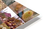 Cactus 36  HD Metal print