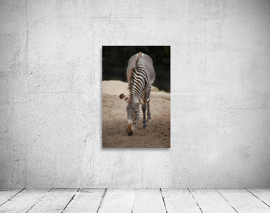 Zebra 1_00024 Wall Preview