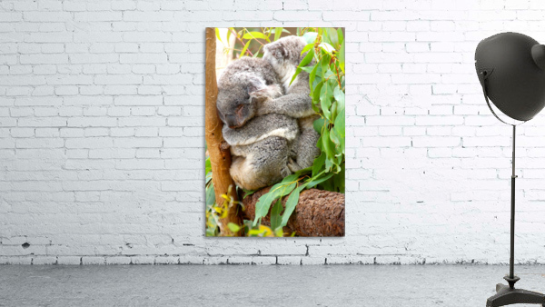 Koala 1_00013 Wall Preview