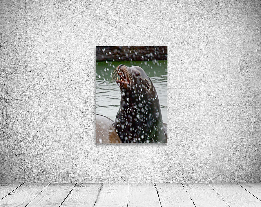 Seal_00023 Wall Preview