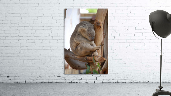Koala 2_00014 Wall Preview