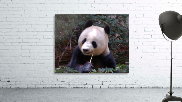 Panda 3_00017 Wall Preview