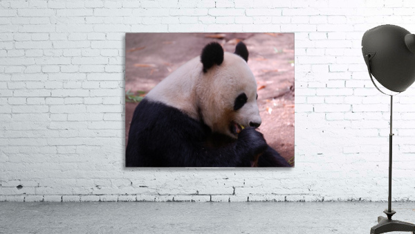 Panda 4_00018 Wall Preview