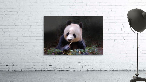 Panda 1_00015 Wall Preview
