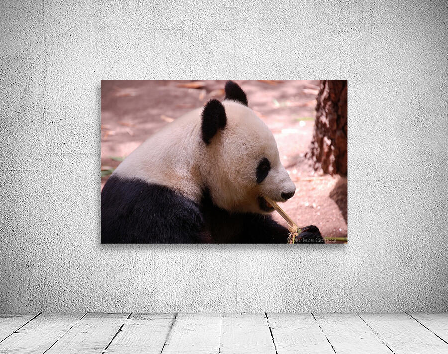 Panda 5_00019 Wall Preview