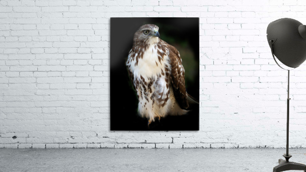 Hawk 01_00011 Wall Preview