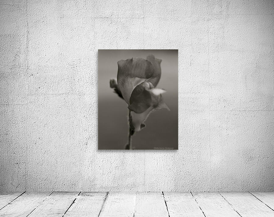 BW 06_00007 Wall Preview