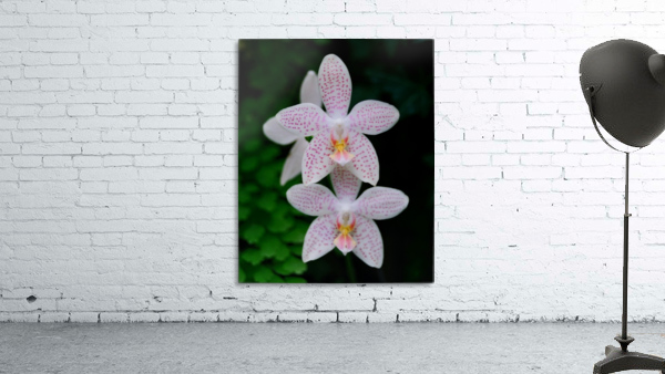 Orchid_00007 Wall Preview