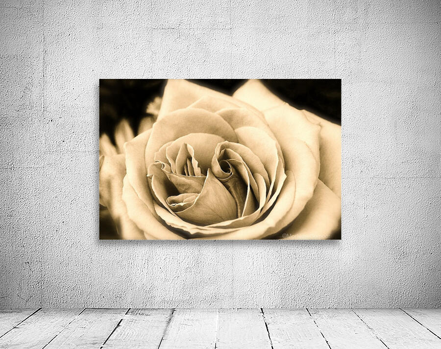 Rose02_00002 Wall Preview