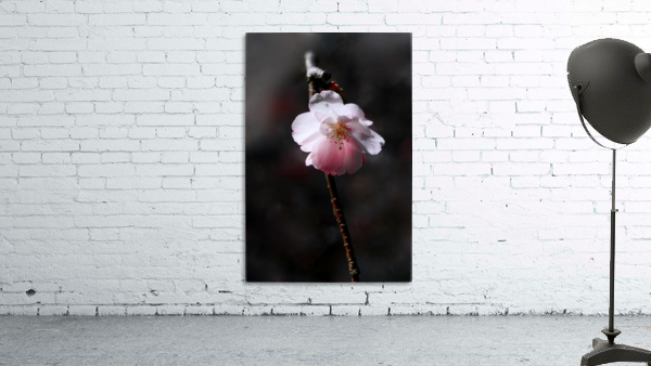Flower Mix 15 Wall Preview