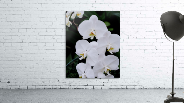 Orchid_00012 Wall Preview