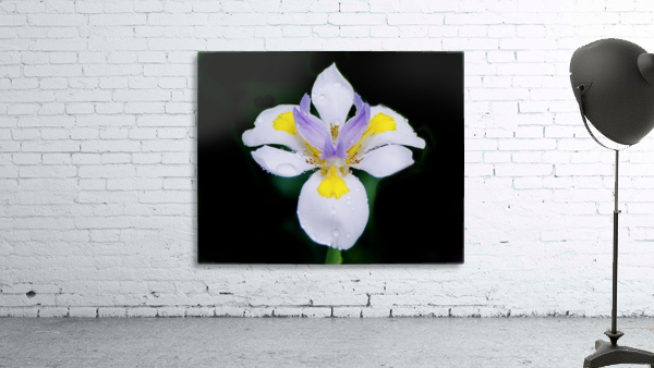 Orchid_00010 Wall Preview