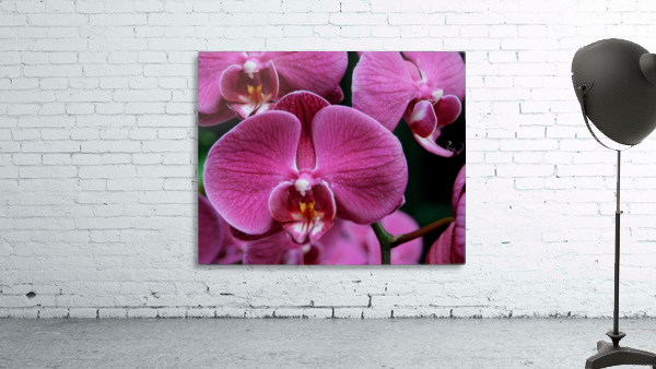 Orchid_00011 Wall Preview