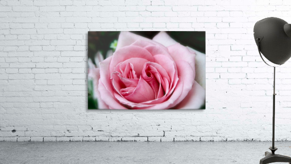 Rose03_00003 Wall Preview