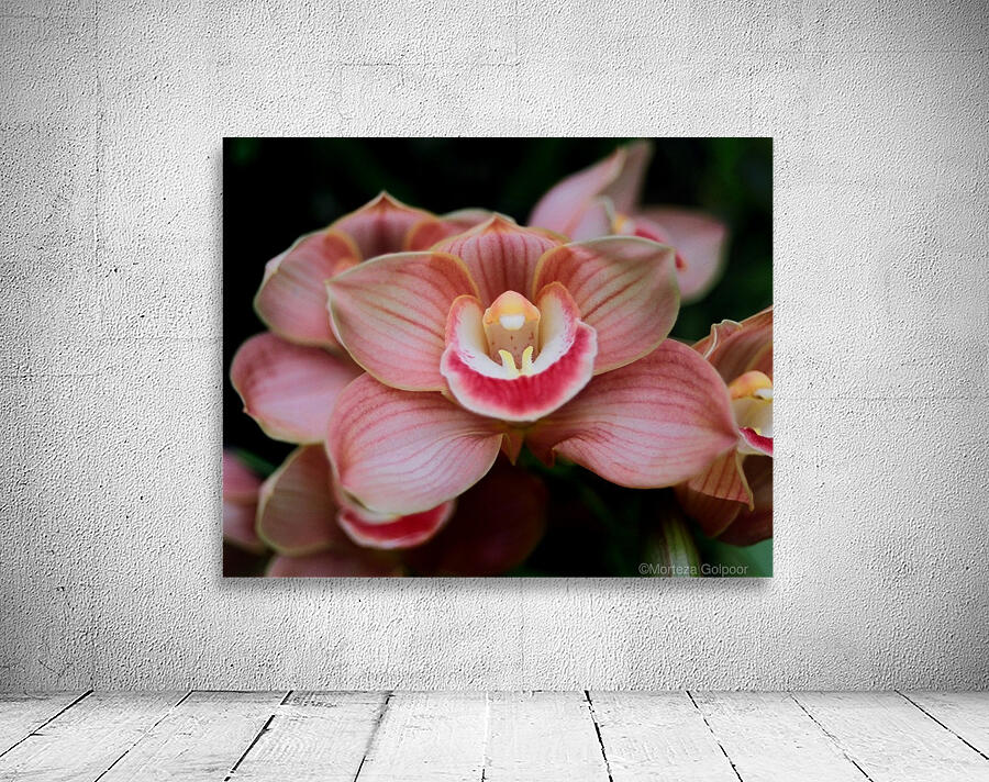 Orchid_00004 Wall Preview