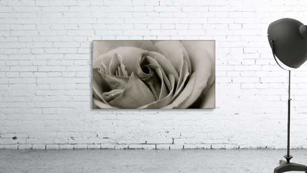 Rose04_00004 Wall Preview