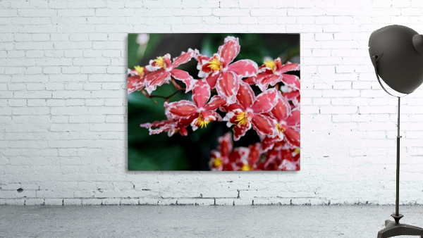 Flower Mix 02 Wall Preview