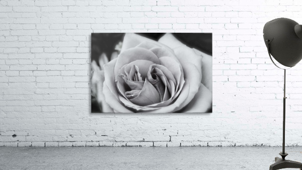 Rose01_00001 Wall Preview