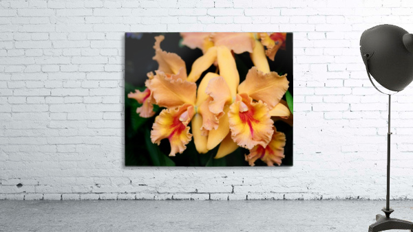 Orchid_00002 Wall Preview