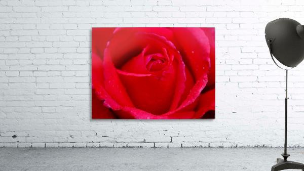Rose05_00005 Wall Preview