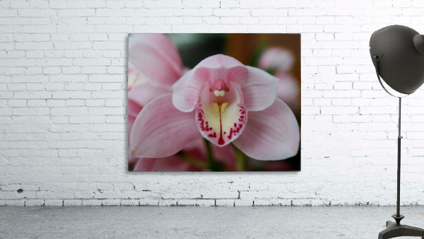 Orchid_00013 Wall Preview