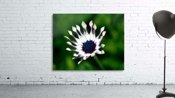 Flower Mix 08 Wall Preview