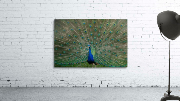Peacock  Wall Preview