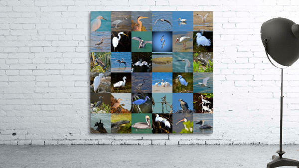 Florida 36 Wall Preview
