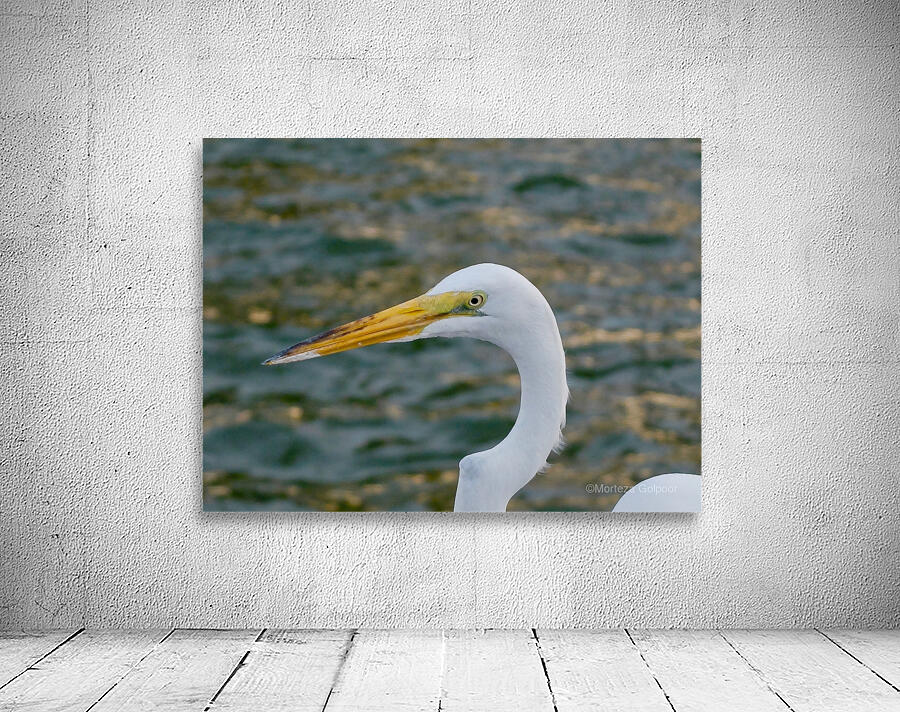 Bird 17 Wall Preview