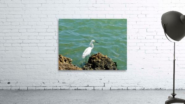 Bird 16 Wall Preview