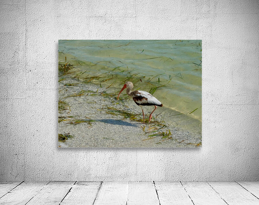 Bird 15 Wall Preview