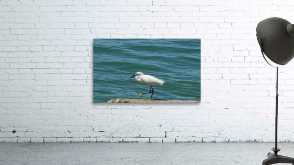Bird 14 Wall Preview
