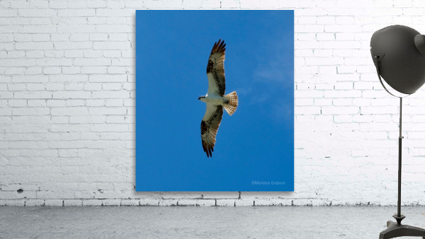 Bird 13 Wall Preview