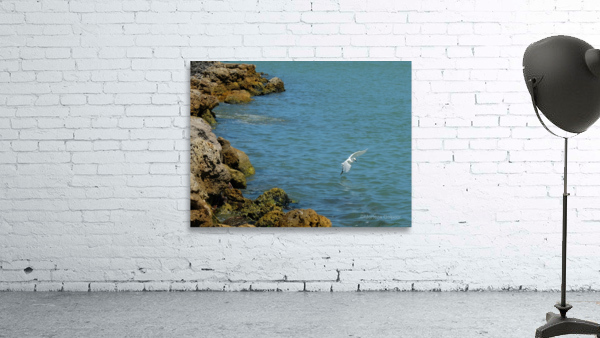 Bird 12 Wall Preview