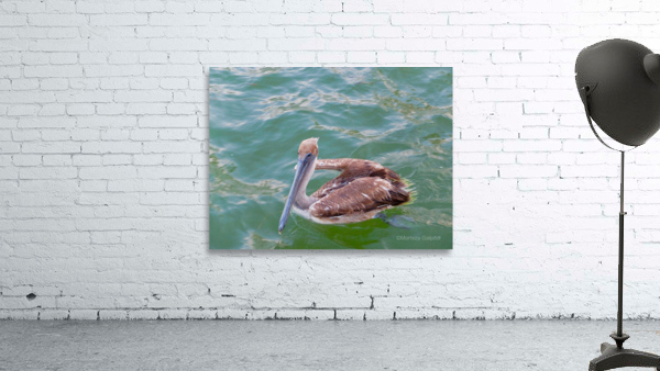 Bird 11 Wall Preview