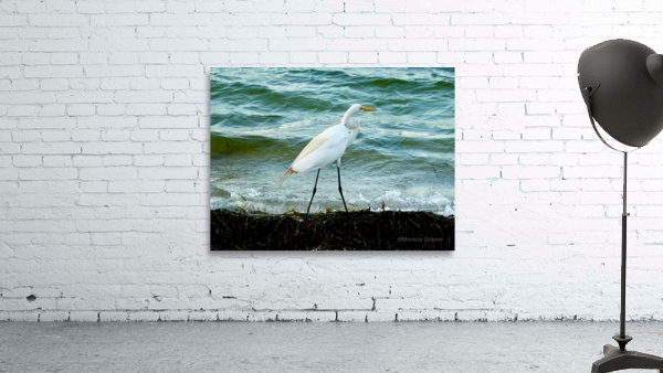 Bird 10 Wall Preview