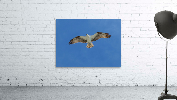 Bird 6 Wall Preview