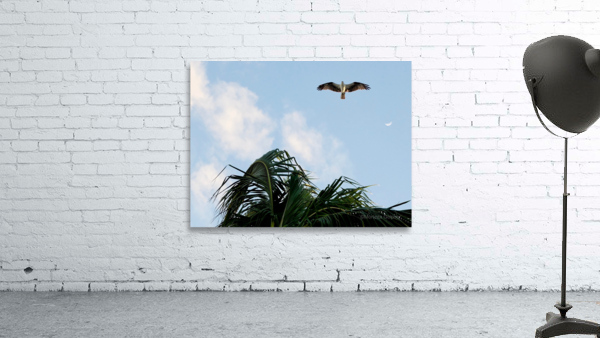 Bird 5 Wall Preview